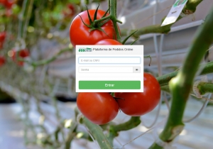 Criação de Sites em Curitiba
